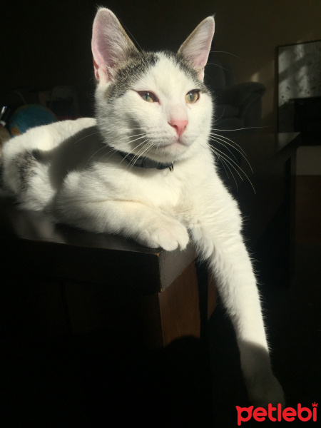 Tekir Kedi, Kedi  Rüzgar fotoğrafı