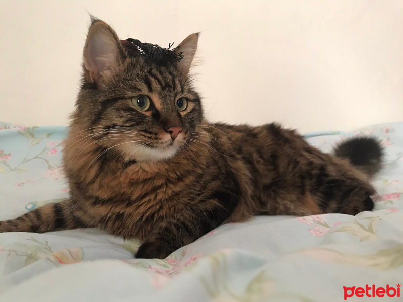 Tekir Kedi, Kedi  Pako fotoğrafı
