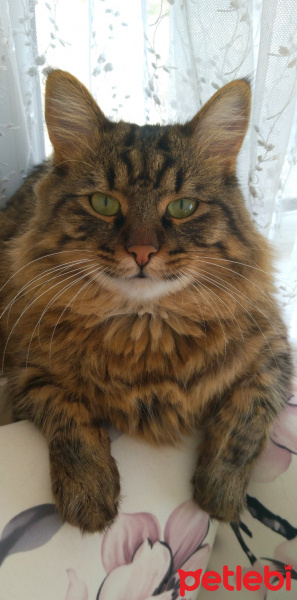 Tekir Kedi, Kedi  Pako fotoğrafı