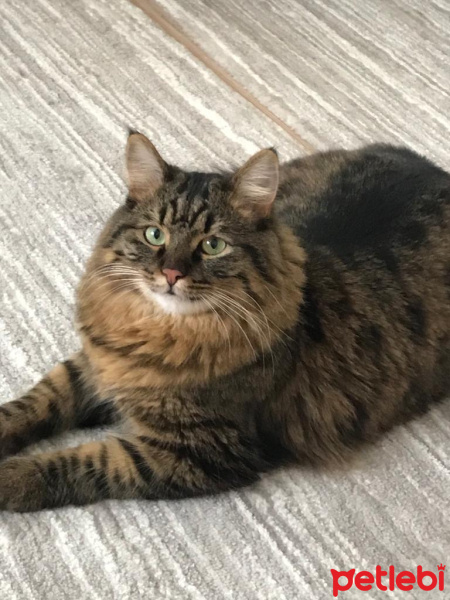 Tekir Kedi, Kedi  Pako fotoğrafı