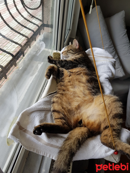 Tekir Kedi, Kedi  Paşa fotoğrafı