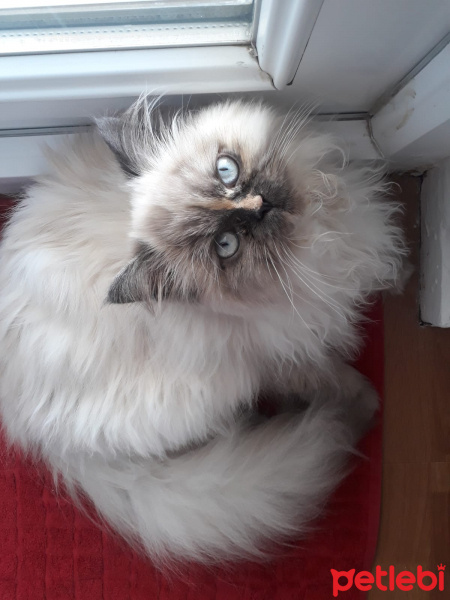 Chinchilla, Kedi  lady fotoğrafı