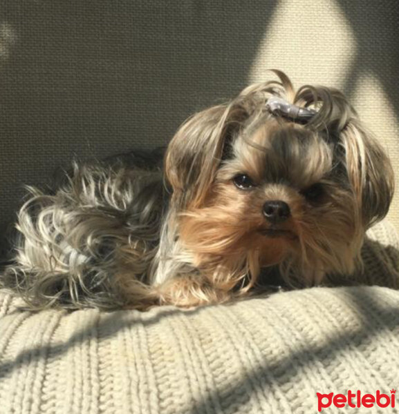 Yorkshire Terrier, Köpek  Mia fotoğrafı