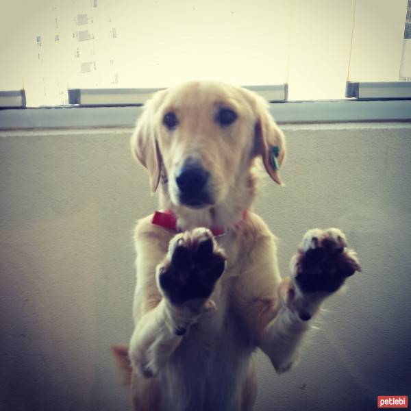 Golden Retriever, Köpek  çilek fotoğrafı