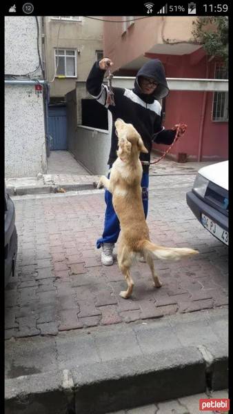 Golden Retriever, Köpek  çilek fotoğrafı