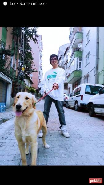 Golden Retriever, Köpek  çilek fotoğrafı