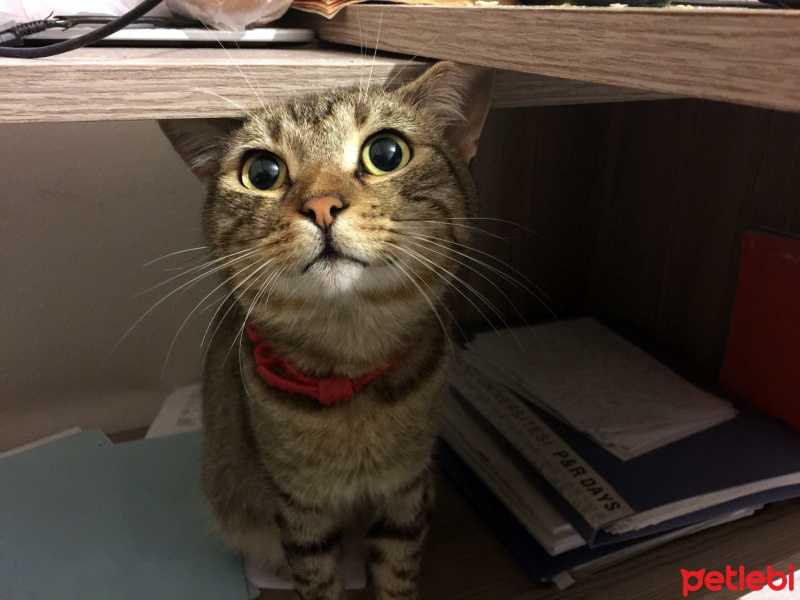 Tekir Kedi, Kedi  Paspas fotoğrafı