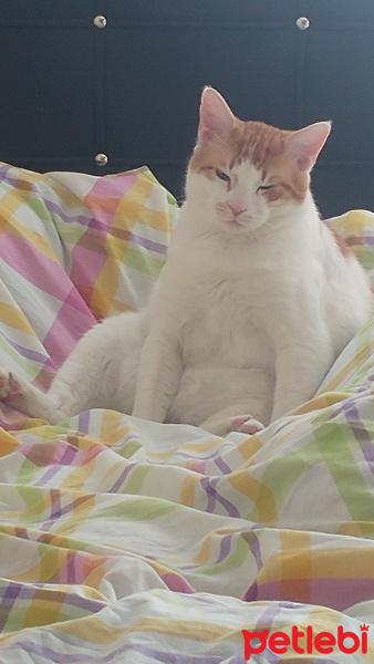 Sarman, Kedi  Lucifer fotoğrafı