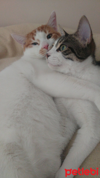 Sarman, Kedi  Lucifer fotoğrafı