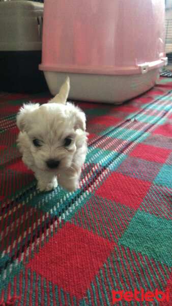 Maltese, Köpek  Camila fotoğrafı