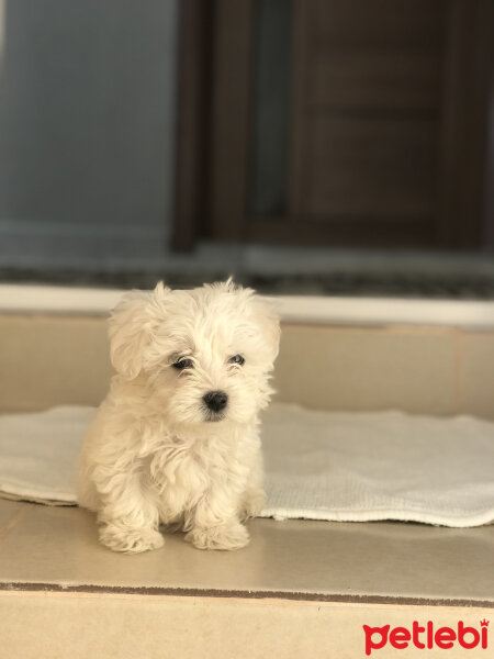 Maltese, Köpek  Camila fotoğrafı