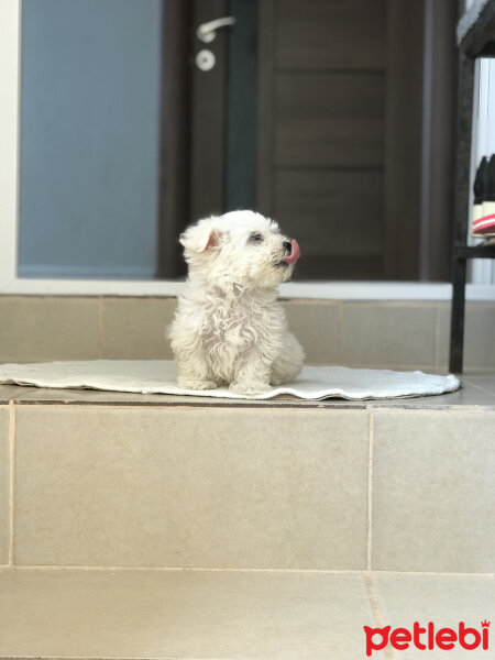 Maltese, Köpek  Camila fotoğrafı