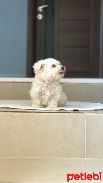 Maltese, Köpek  Camila fotoğrafı