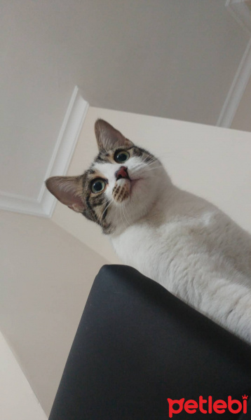 Tekir Kedi, Kedi  Liliht fotoğrafı