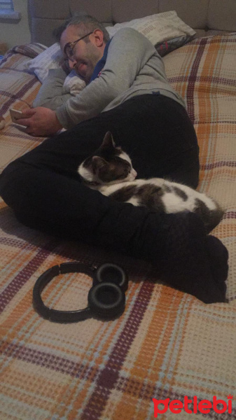 Tekir Kedi, Kedi  Maşa fotoğrafı