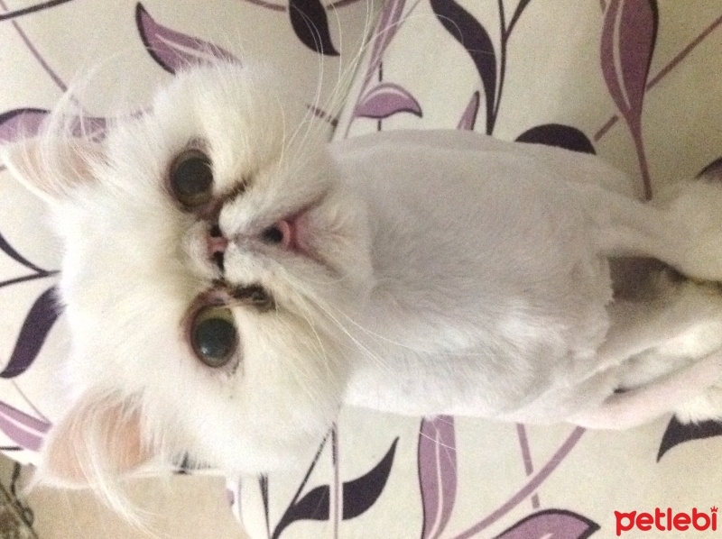 İran Kedisi (Persian), Kedi  nazlı fotoğrafı