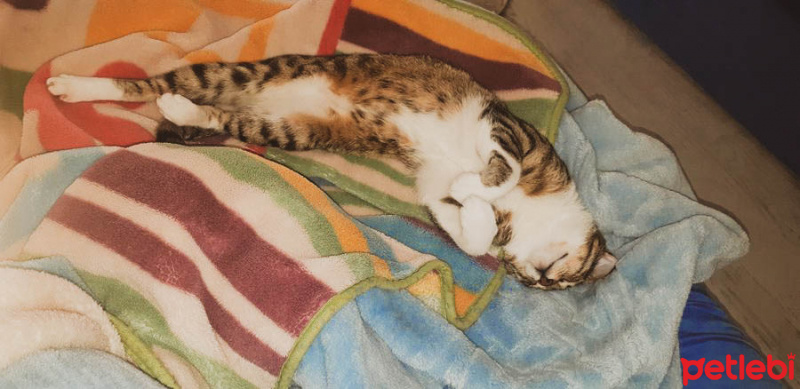 Tekir Kedi, Kedi  Cans fotoğrafı