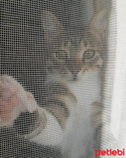 Tekir Kedi, Kedi  Cans fotoğrafı