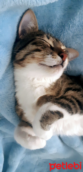 Tekir Kedi, Kedi  Cans fotoğrafı