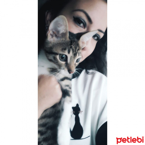 Tekir Kedi, Kedi  Cans fotoğrafı