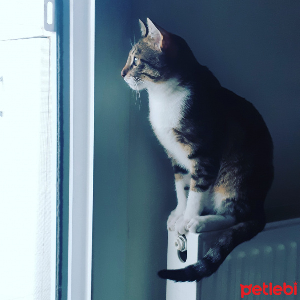Tekir Kedi, Kedi  Cans fotoğrafı
