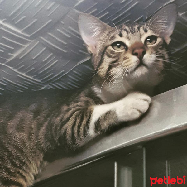 Tekir Kedi, Kedi  Cans fotoğrafı