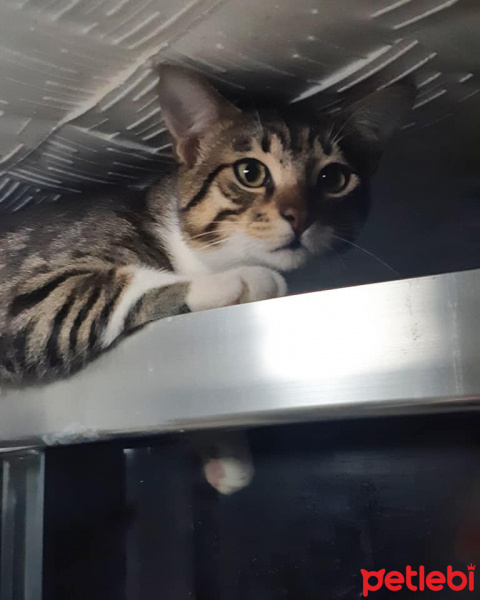 Tekir Kedi, Kedi  Cans fotoğrafı