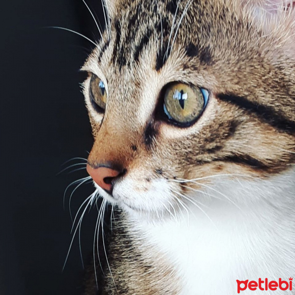 Tekir Kedi, Kedi  Cans fotoğrafı