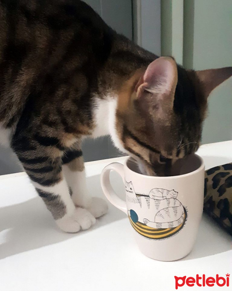 Tekir Kedi, Kedi  Cans fotoğrafı