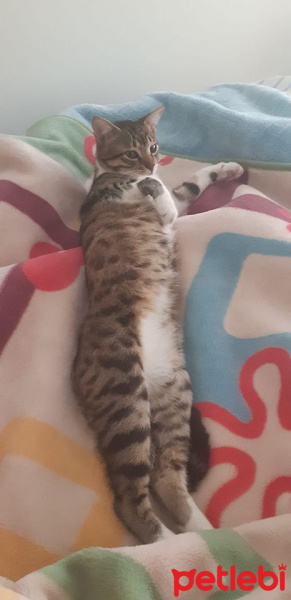 Tekir Kedi, Kedi  Cans fotoğrafı