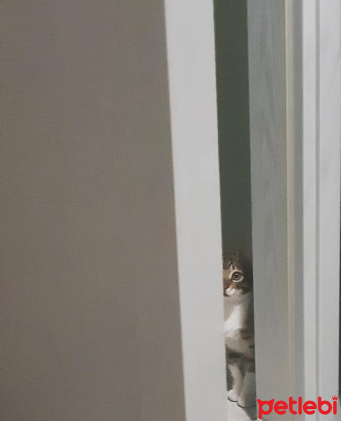 Tekir Kedi, Kedi  Cans fotoğrafı