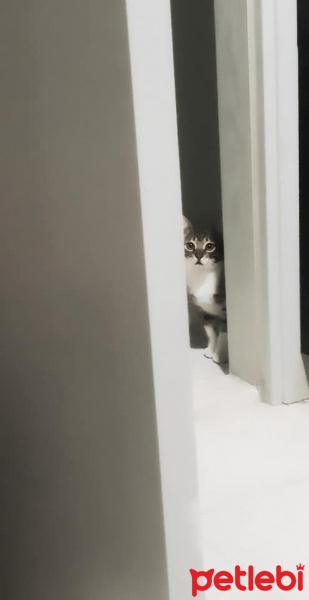 Tekir Kedi, Kedi  Cans fotoğrafı