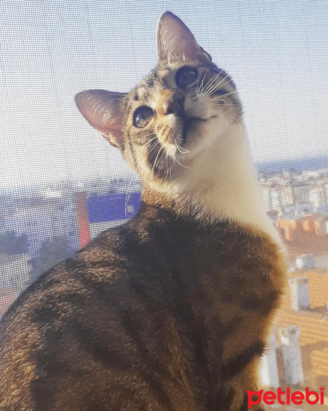 Tekir Kedi, Kedi  Cans fotoğrafı