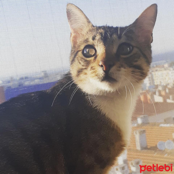 Tekir Kedi, Kedi  Cans fotoğrafı