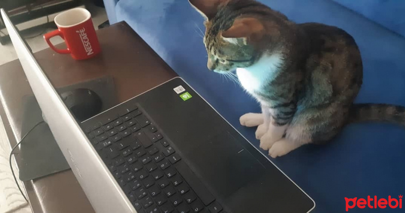 Tekir Kedi, Kedi  Cans fotoğrafı