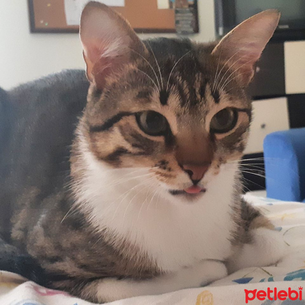 Tekir Kedi, Kedi  Cans fotoğrafı