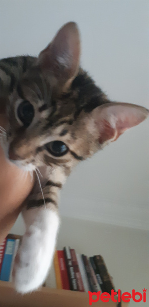 Tekir Kedi, Kedi  Cans fotoğrafı