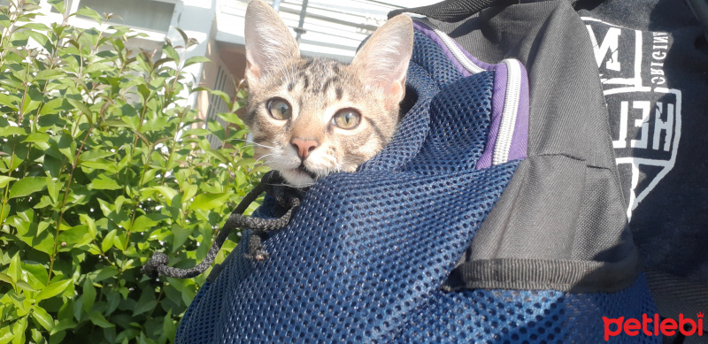 Tekir Kedi, Kedi  Cans fotoğrafı