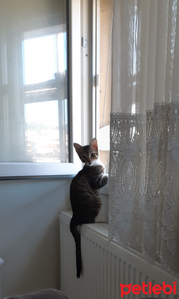 Tekir Kedi, Kedi  Cans fotoğrafı