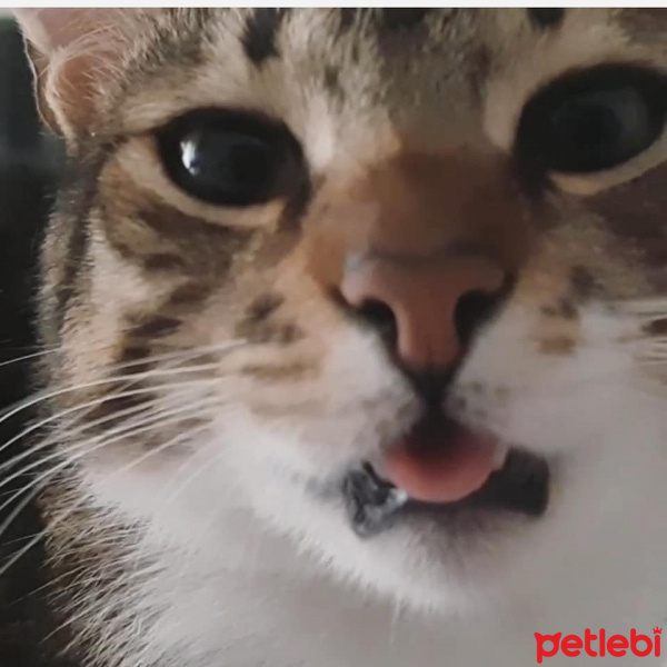 Tekir Kedi, Kedi  Cans fotoğrafı