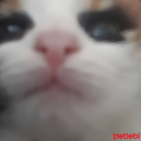 Tuxedo (Smokin) Kedi, Kedi  Molly fotoğrafı