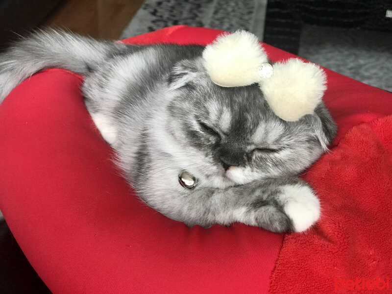 Scottish Fold, Kedi  Miya fotoğrafı