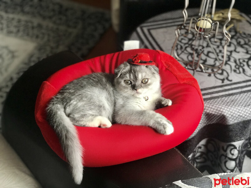 Scottish Fold, Kedi  Miya fotoğrafı