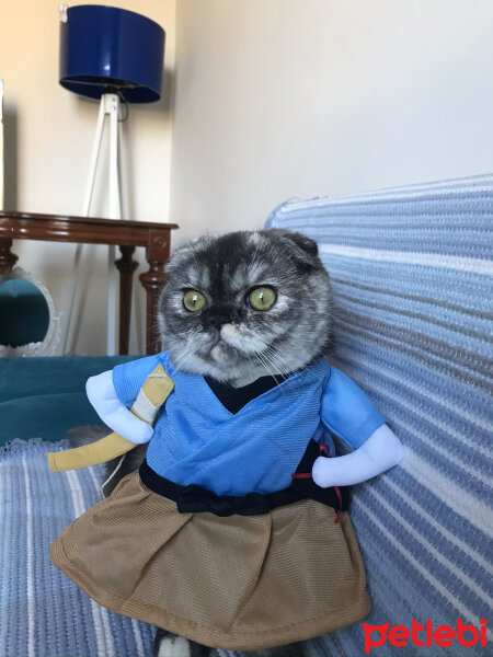 Scottish Fold, Kedi  Miya fotoğrafı