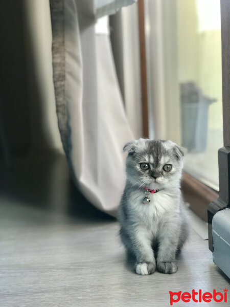 Scottish Fold, Kedi  Miya fotoğrafı