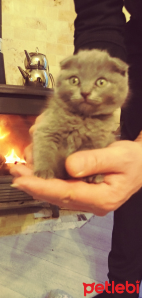 Scottish Fold, Kedi  Şila fotoğrafı