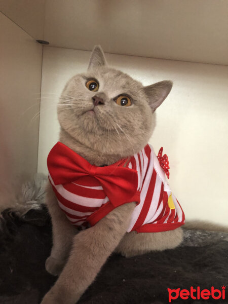 British Shorthair, Kedi  Ponçik fotoğrafı