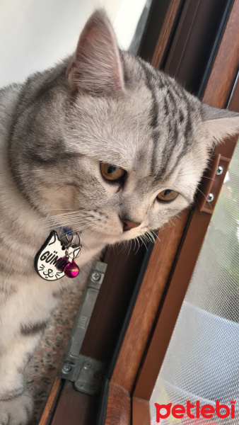 British Shorthair, Kedi  Gümüş fotoğrafı