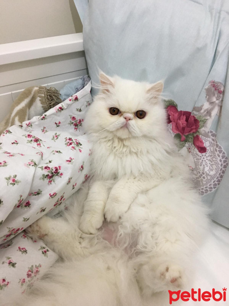 Exotic Shorthair, Kedi  Sütlaç fotoğrafı