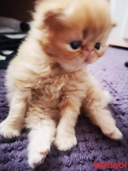 Exotic Shorthair, Kedi  Sütlaç fotoğrafı